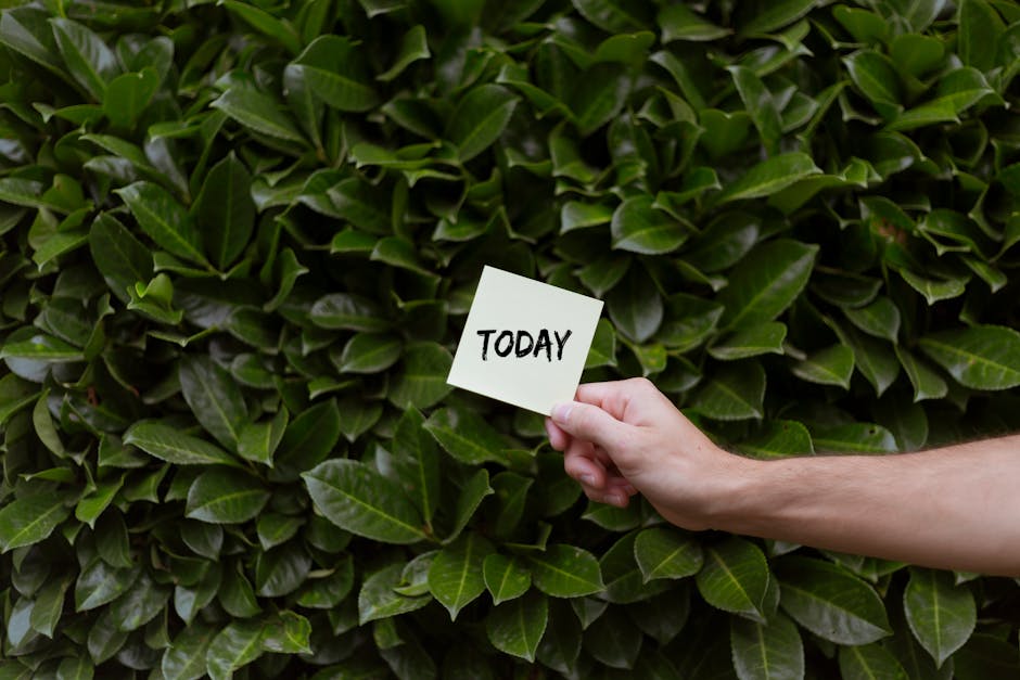 A close-up view of a dense, dark green hedge with glossy, ovate leaves. In the foreground, a person's hand holds a small white card inscribed with the word 'TODAY' in bold black letters, positioned slightly off-center. The background consists of tightly packed foliage, creating a lush, vibrant backdrop. The scene suggests a gardening or landscaping theme, emphasizing garden maintenance or hedge trimming, and is associated with the services offered by Gardeners Maida Vale. The lighting is natural, highlighting the rich textures and healthy appearance of the leaves.