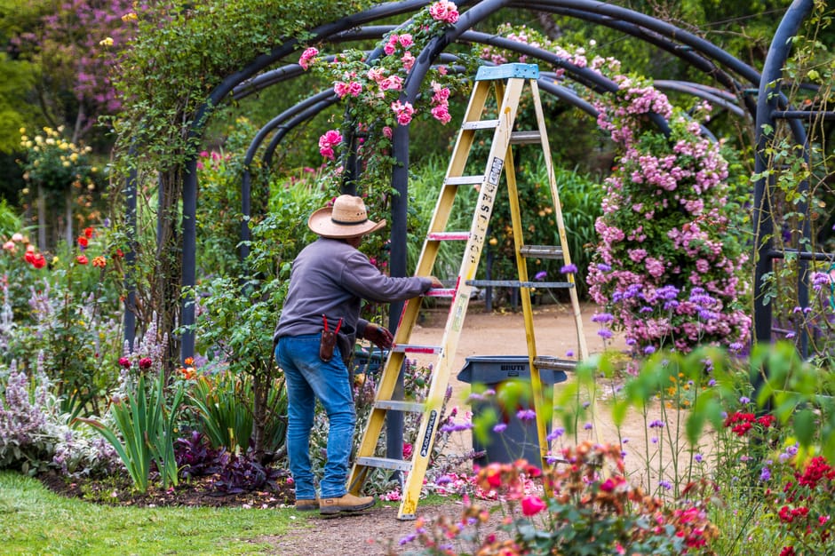 A gardener wearing a wide-brimmed straw hat, a grey jacket, and blue jeans is seen trimming flowering shrubs in a lush garden during daytime. The gardener is standing on a yellow step ladder, working amidst vibrant pink and purple blossoms that climb over a black metal archway structure. Surrounding the area are neatly arranged garden beds filled with a variety of plants, including tall leafy greenery, colorful tulips, and other perennials, set along a well-maintained dirt pathway. The scene features lush green grass, textured soil, and freshly cut plant material, indicating active garden maintenance. In the background, mature trees and a variety of flowering bushes create a dense, vibrant environment. Garden tools and a black container are positioned nearby, reflecting a scheduled landscaping work, consistent with gardening practices for spring maintenance as outlined by Gardeners Maida Vale for the 2026 spring garden checklist. The lighting appears natural, with soft daylight illuminating the scene, emphasizing the healthy, thriving garden environment suitable for ongoing gardening and hedge trimming activities.