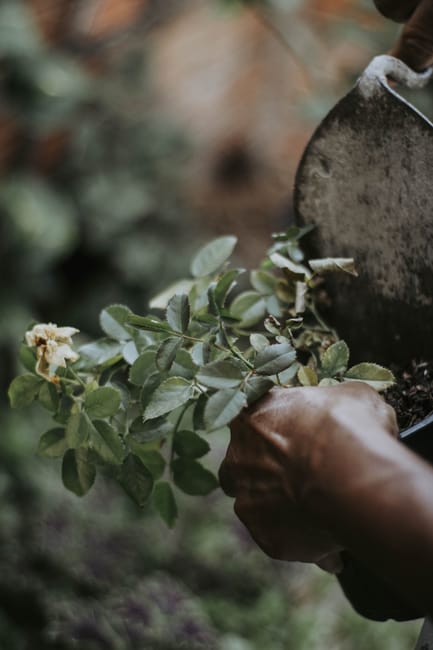 A gardener's hand, partially visible, is holding a small branch of a shrub with green, slightly serrated leaves and occasional white flowers. Nearby, a trowel with a metallic blade and a wooden handle is partially inserted into the dark, moist soil, suggesting active garden maintenance. In the background, garden beds with neatly edged borders, a well-maintained lawn area with freshly trimmed grass, and a variety of hedges and trees create a lush, organized outdoor space. The scene is illuminated by natural daylight, highlighting the textures of the soil, leaves, and tools, reflecting a focus on landscaping work and ongoing garden care as part of a spring 2026 maintenance routine in Maida Vale, with Gardeners Maida Vale ensuring meticulous lawn care, pruning, and planting tasks.