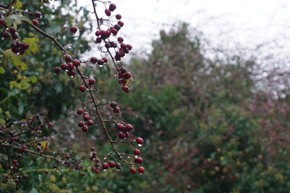 Close-up of a slender tree branch with small, glossy red and purple berries, hanging over a garden bed. The background features out-of-focus lush green foliage, a grassy lawn, and a garden pathway partly visible. The scene is illuminated by diffuse natural light, indicating an overcast day suitable for garden maintenance. The setting appears to be a well-maintained outdoor space with trimmed hedges and mature trees, suggesting recent landscaping work by Gardeners Maida Vale for the Warwick Avenue station garden clearance project, with attention to pruning and trimming tasks.