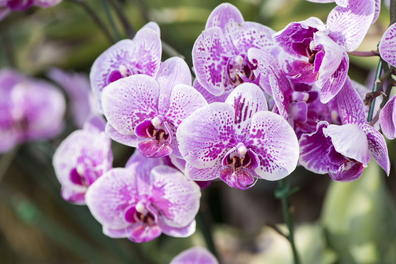 garden care garden